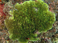 Montipora turtlensis