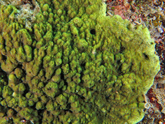 Montipora turtlensis