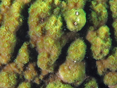 Montipora turtlensis