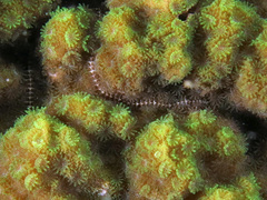 Montipora turtlensis
