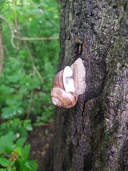 Helix pomatia