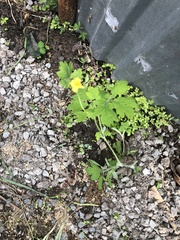 Chelidonium asiaticum