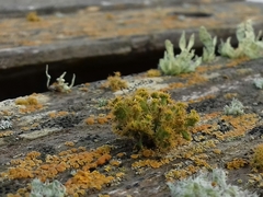 Teloschistes puber