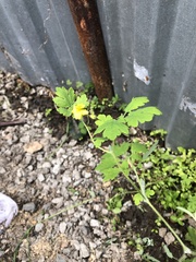Chelidonium asiaticum