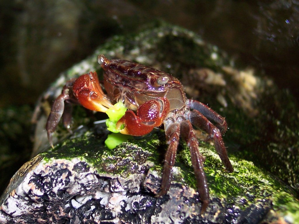American Marsh Crabs