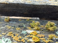 Teloschistes puber
