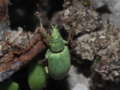 Phyllobius virideaeris