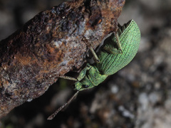 Phyllobius virideaeris