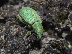 Phyllobius virideaeris