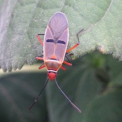 Dysdercus bimaculatus
