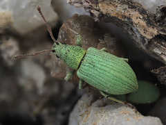 Phyllobius virideaeris