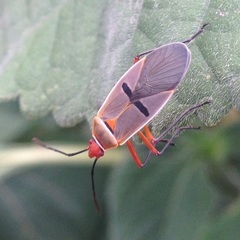 Dysdercus bimaculatus