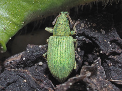 Phyllobius virideaeris