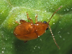 Neocrepidodera ferruginea
