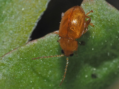 Neocrepidodera ferruginea