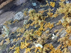 Teloschistes puber