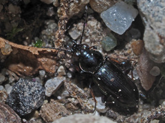 Bembidion pygmaeum