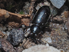 Bembidion pygmaeum