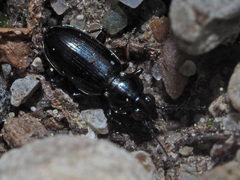 Bembidion pygmaeum
