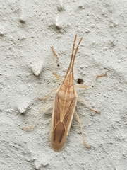 Mecidea prolixa