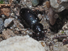 Bembidion pygmaeum