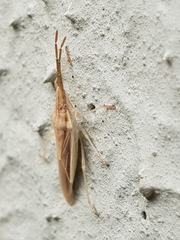 Mecidea prolixa