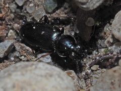 Bembidion pygmaeum