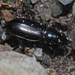 Bembidion pygmaeum - Photo (c) Felix Riegel, some rights reserved (CC BY-NC), uploaded by Felix Riegel