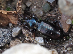 Bembidion pygmaeum