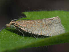 Celypha rufana