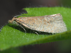 Celypha rufana