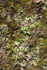 Riccia cartilaginosa