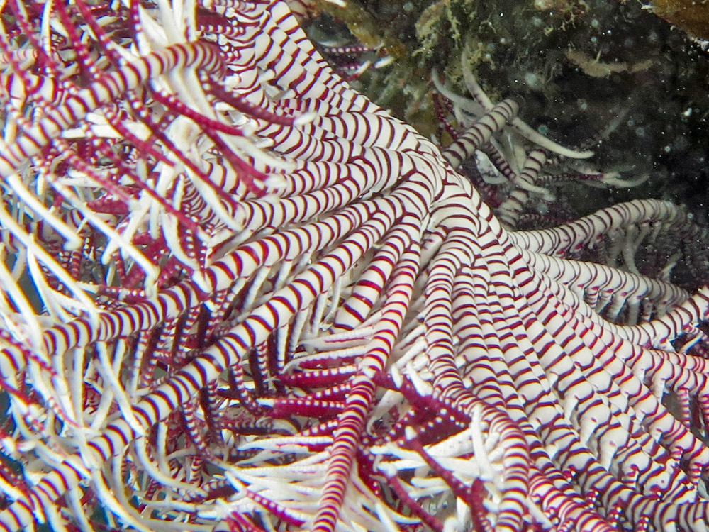 Extraordinary Feather Star