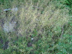 Capsella bursa-pastoris