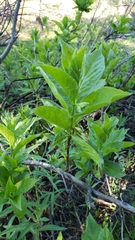 Lonicera involucrata involucrata