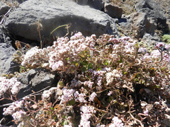 Limonium braunii