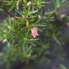 Brachyloma ericoides