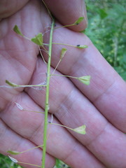 Capsella bursa-pastoris