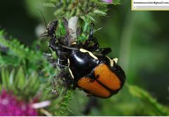 Campsiura mirabilis
