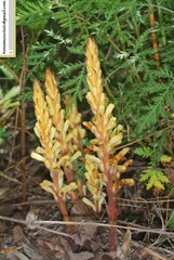 Orobanche pycnostachya