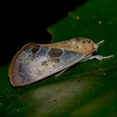 Westermannia gloriosa