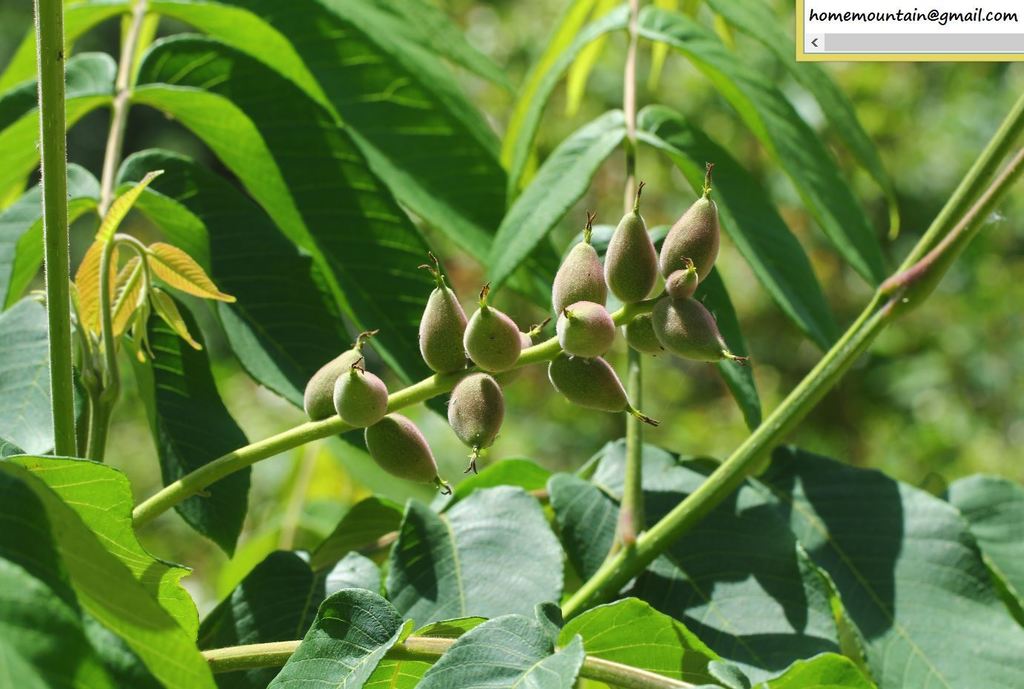 Juglans mandshurica — an easy houseplant, prefers full sun light