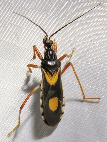 Rasahus hamatus