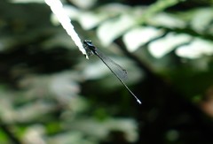 Prodasineura laidlawii