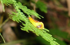 Coryptilum klugii