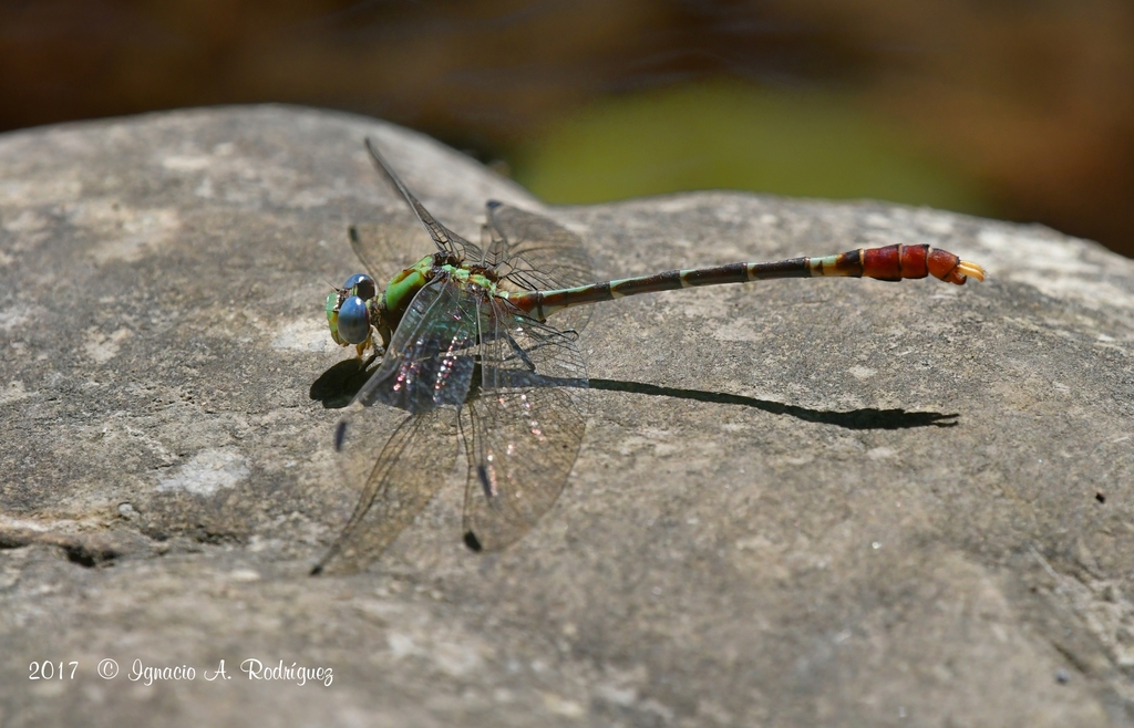 Dark-shouldered Ringtail