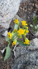 Senecio integerrimus major