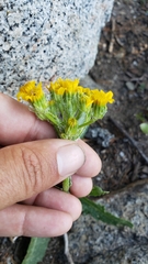 Senecio integerrimus major