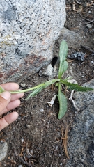 Senecio integerrimus major