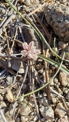 Allium obtusum obtusum
